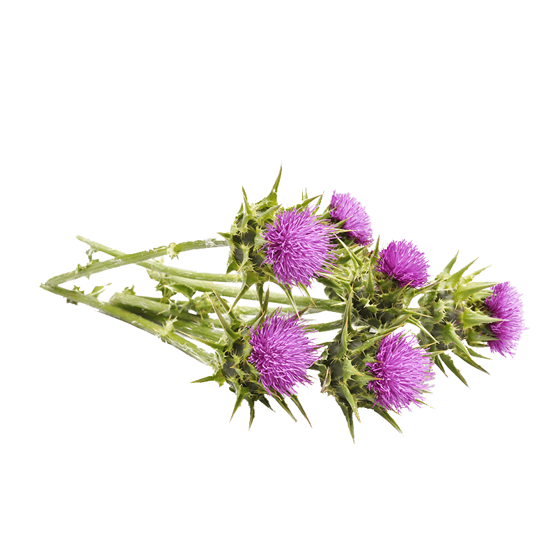 Milk thistle