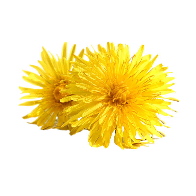 Dandelion