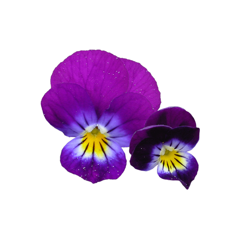 Wild pansy